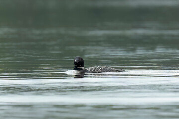 Canvas Print - The common loon or great northern diver (Gavia immer)