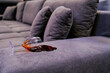 a glass of wine spilled on the couch