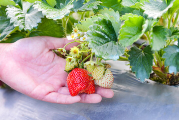 Wall Mural - strawberry plant farm, fresh ripe strawberry field for harvest strawberries picking on hand in the garden fruit collected strawberry in summer