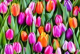 Fototapeta Tulipany - colorful tulips