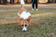 © Tanya - Portrait of young welsh corgi dog outdoors with owner. dog at a park, red corgi walking on leash with owner at a park.
