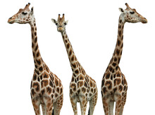 Group Of Cute Giraffes On White Background