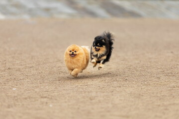 Wall Mural - Two funny pomeranian spitz dogs running and jumping together