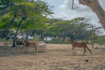 Naklejka na meble goats in the forest
