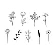 Black line doodle long stem flowers on white background. Vector illustration about nature.