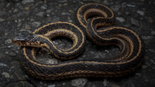 Eastern Garter Snake (Thamnophis Sirtalis Sirtalis)