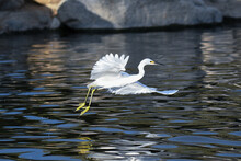 Snowy Egret In The Water