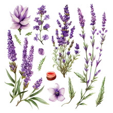 Set Vector Illustation Of Watercolor Provance Lavender Isolate On White Background