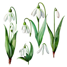 Set Vector Illustration Of Spring Flower Isolate On White Background