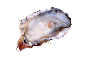 Wall Mural - Fresh opened oyster on white background