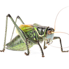 Canvas Print - Macro image of a grasshopper isolated on white background 