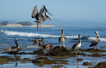 Pelican Landing On Rock