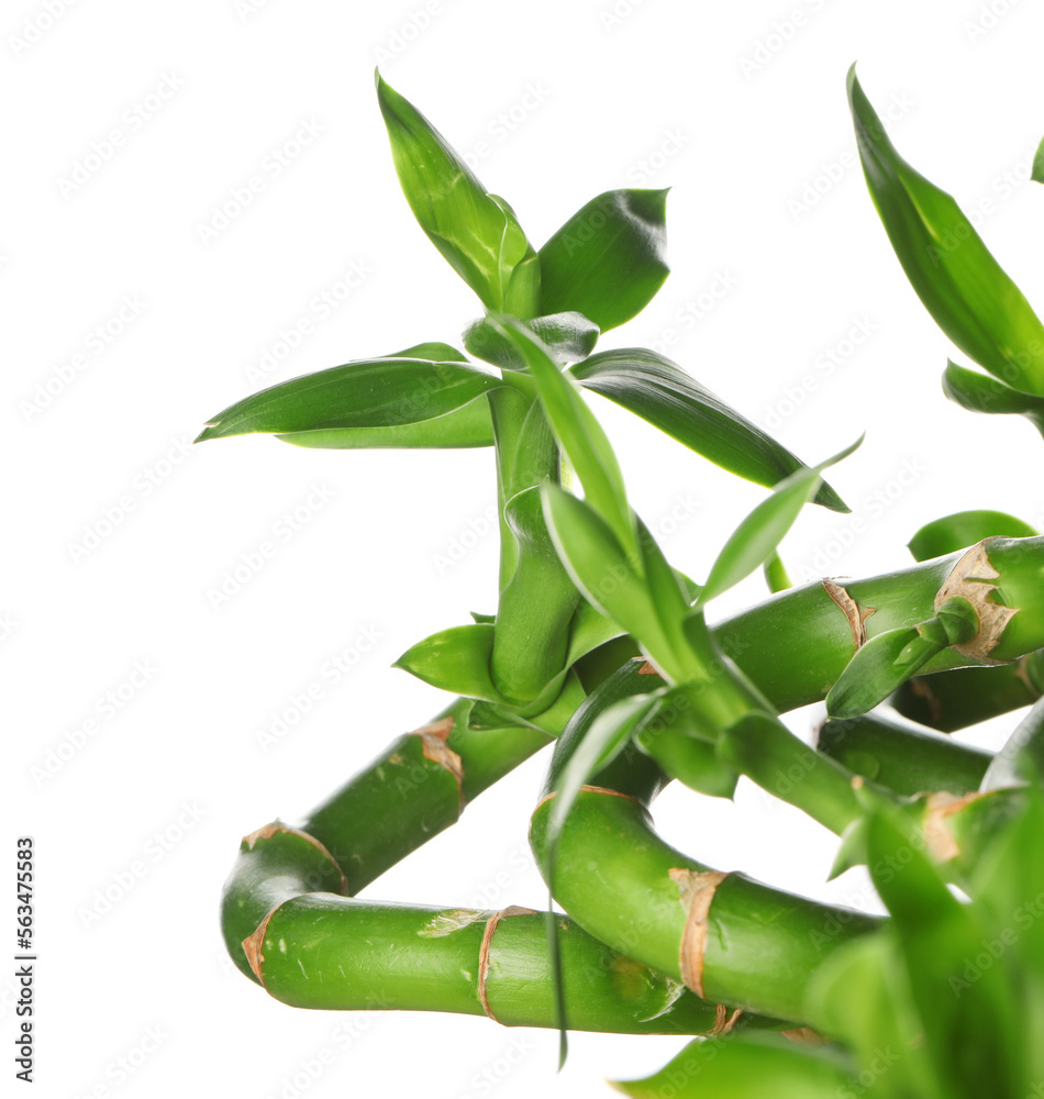 Green bamboo branches isolated on white background, closeup