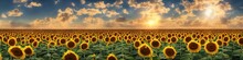 Sunflower Field On A Bright Sunny Afternoon. Extra Wide Landscape Photo With Flowers And Skyline. Generative AI