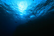 Leinwandbild Motiv flock of fish diving bubbles blue background abstract nature