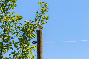 Canvas Print - Whinchat bird sitting on a pole with an electric fence wire