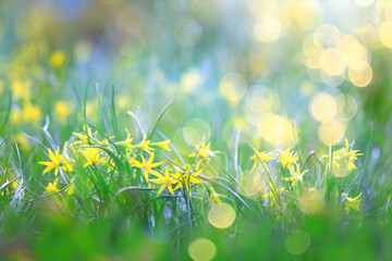 Wall Mural - glare sun bokeh background wild spring flowers