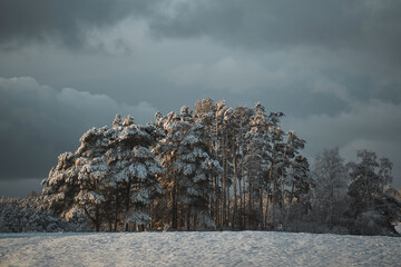 Canvas Print - Snowy tree landscape. Winter wallpaper rural landscape.