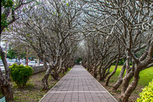 Avenue Of Plumeria Trees