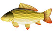 Realistic common carp isolated illustration, one freshwater fish on side view