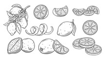 Lemon Line Icons Set Vector Illustration. Hand Drawn Outline Whole Citrus With Peel And Natural Fruit Cut Into Different Pieces And Circle Slices, Twists Of Lemon Zest And Branch Of Blossom And Leaves