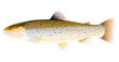 Realistic brown trout fish isolated illustration, one freshwater fish on side view