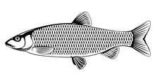 Realistic European Chub Fish In Black And White Isolated Illustration, One Freshwater Fish On Side View