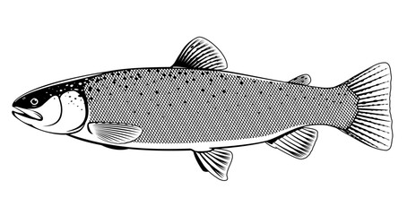 realistic rainbow trout fish isolated illustration, one freshwater fish on side view