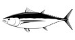 Albacore tuna fish in side view in black and white isolated illustration, realistic sea fish illustration on white background, commercial and recreational fisheries