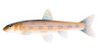 Realistic gudgeon fish isolated illustration, one freshwater fish on side view, small spotted bottom-dwelling fish