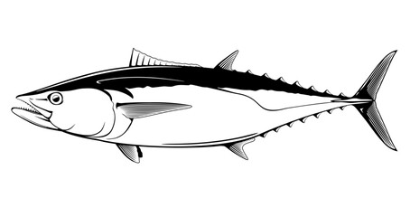 Canvas Print - Dogtooth tuna fish in side view in black and white isolated illustration, realistic sea fish illustration on white background, commercial and recreational fisheries