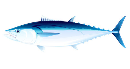 Wall Mural - Dogtooth tuna fish in side view, realistic sea fish illustration on white background, commercial and recreational fisheries