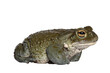 Bufo Alvarius aka Colorado River Toad, sitting side ways. Looking ahead with golden eyes. Isolated cutout on transparent background.Bufo Alvarius toad on transparent background