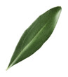 Fresh green olive leaf on white background