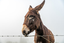 Donkey On The Farm In The Fog