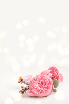 Fototapete - Pink Rose Flowers and Tree Branch with Buds on Light Grey Background with Romantic Bokeh Lights. Wedding, Mother´s Day or Valentine Concept with Copy Space.  