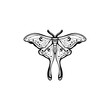 Luna Moth with Lilith's symbol on her wings. luna moth, moon moth. Geometric vector symbol with luna moth