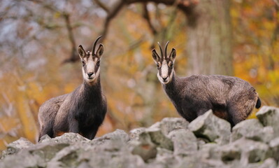 Poster - Autumn scene with a horn animal. Two chamois standing on the stone huill. Luzicke hory in Czech republic. Rupicapra rupicapra.