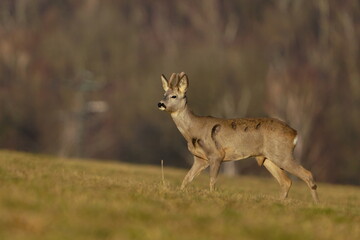 Wall Mural - A young roebuck walks across the meadow. Wildlife scene in spring nature.Capreolus capreolus.