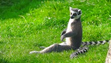 Ring-tailed Lemur (lemur Catta) Sit On Green Grass And Basks In Sun. Slow Motion