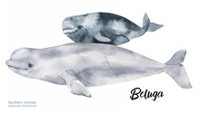 Watercolor Beluga With Baby Cute Illustration Ocean Animals. Watercolor Cute Whale Mom With Baby. Hand Painting Postcard With Whale Isolated White Background. Ocean Animals. Happy Mother's Day.