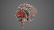 Medical Illustration of Deep Structures of Brain