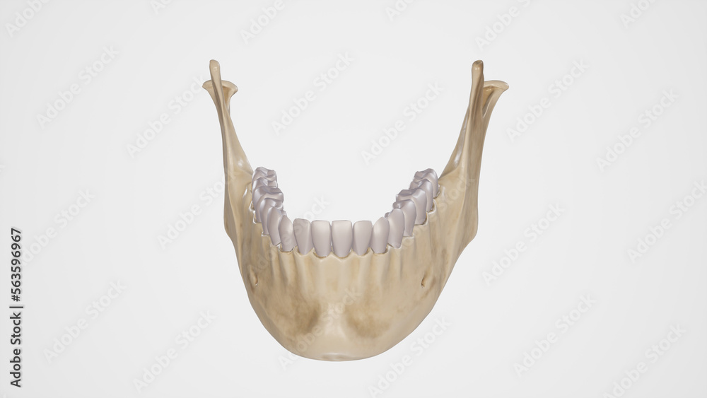 Medical Illustration of Mandibular Teeth
