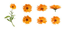 Calendula Flowers With Leaves Isolated On White Background