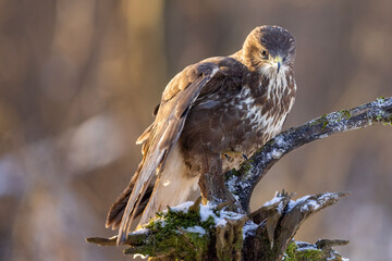 Common buzzard ( buteo buteo ) on branch. Bird of prey, predator.