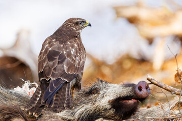 Canvas Print - Common buzzard ( buteo buteo ) on branch. Bird of prey, predator.