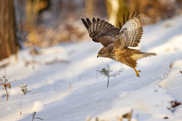 Canvas Print - Flying bird of prey in the snowy forest . Common Buzzard, (Buteo buteo) in flight with snow