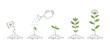 Flower plant growth stages. Seedling development stage. Vector editable infographic illustration.