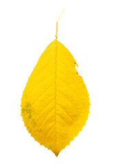 Wall Mural - Yellow autumn leaf from a tree isolated on a white background.