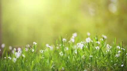 Aufkleber - Slow motion shot of white flowers in green grass in sunny day. Spring nature concept. Small white spring flowers in the wood. Green background with space for text